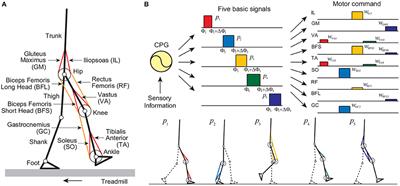 Contribution of Phase Resetting to Adaptive Rhythm Control in Human Walking Based on the Phase Response Curves of a Neuromusculoskeletal Model